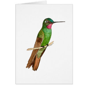 Brazilian Ruby Hummingbird