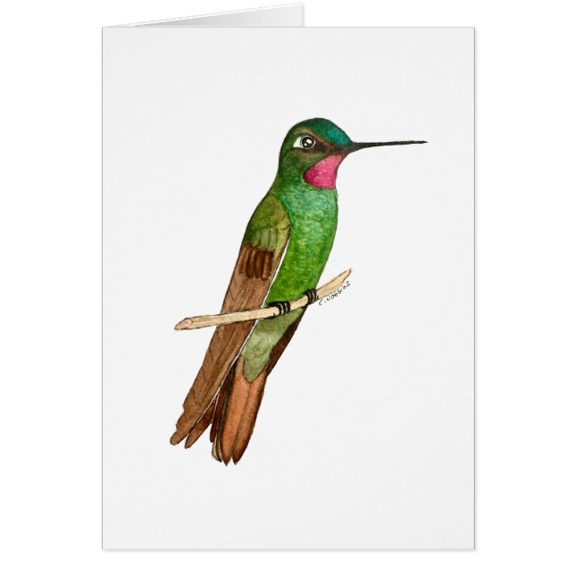 Brazilian Ruby Hummingbird   Cards (Front)