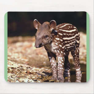 Brazilian Tapir, young calf beside river Mouse Pad