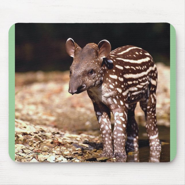 Brazilian Tapir, young calf beside river Mouse Pad (Front)
