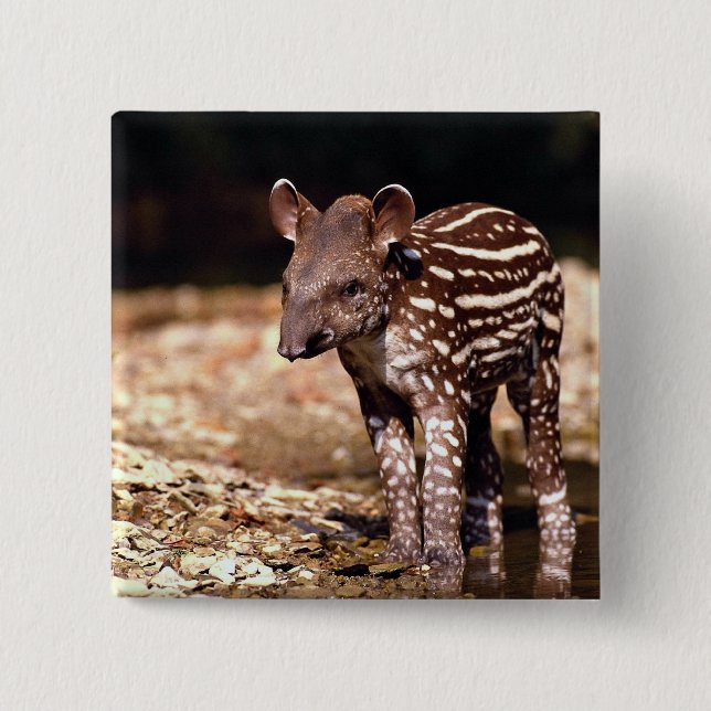 Brazilian Tapir, young calf beside river Pinback Button (Front)