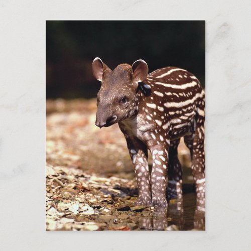 Brazilian Tapir young calf beside river Postcard