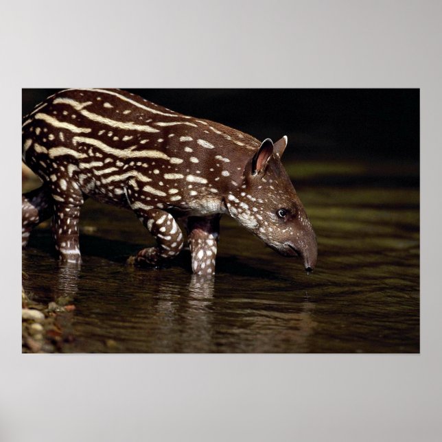 Brazilian Tapir, young calf beside river Poster (Front)