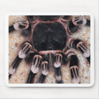Brazilian White Knee Tarantula Mouse Pad