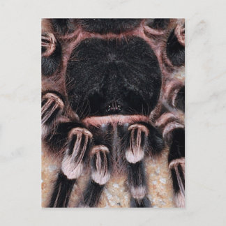 Brazilian White Knee Tarantula Postcard