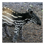 Brazillian Tapir Posters