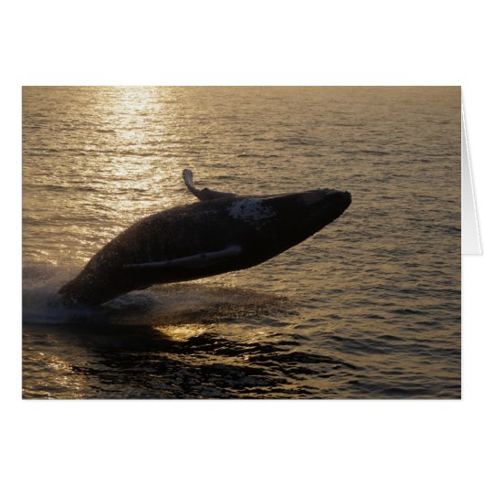Breaching Humpback Cards (Front Horizontal)