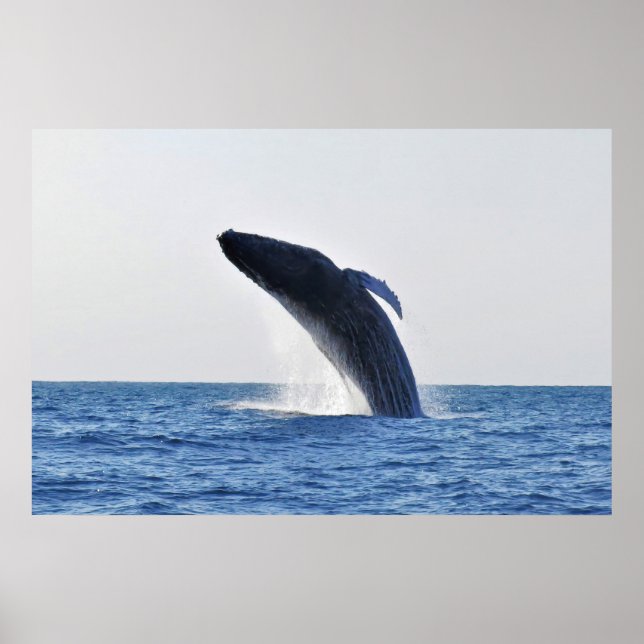 Breaching Humpback Poster (Front)