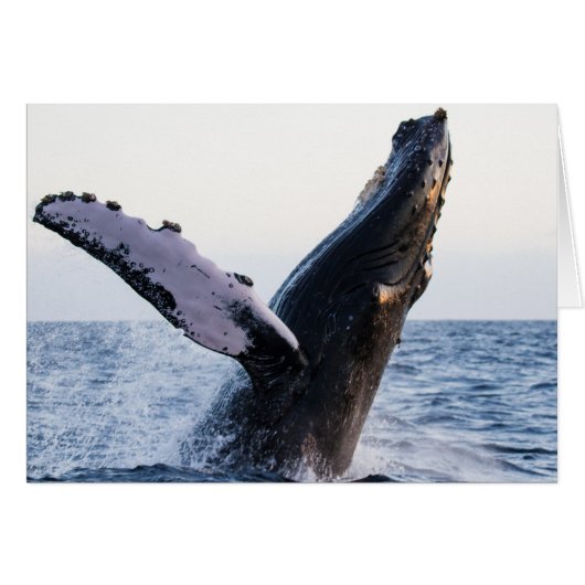 Breaching Humpback Whale #1, Blank Inside Cards (Front Horizontal)