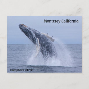 Breaching Humpback Whale Calf Postcard