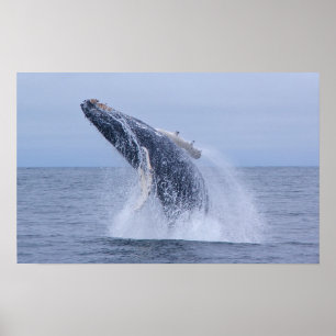 Breaching Humpback Whale Calf  Print