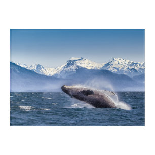 Breaching Humpback Whale In Alaska Acrylic Print
