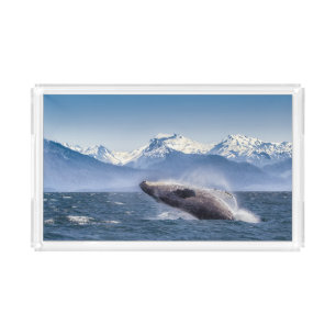 Breaching Humpback Whale In Alaska Acrylic Tray