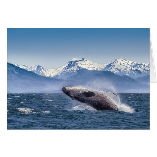 Breaching Humpback Whale In Alaska Cards (Front Horizontal)