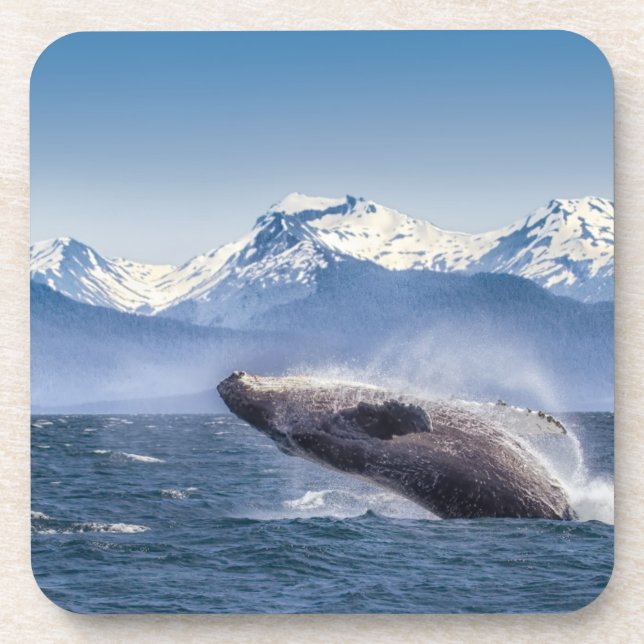 Breaching Humpback Whale In Alaska Drink Coaster (Front)