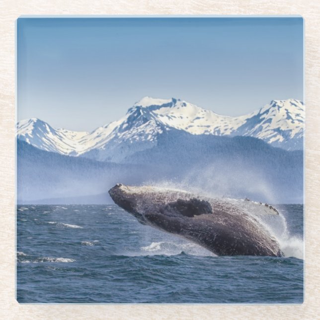 Breaching Humpback Whale In Alaska Glass Coaster (Front)