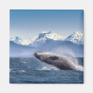 Breaching Humpback Whale In Alaska Magnet