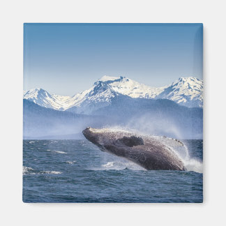 Breaching Humpback Whale In Alaska Magnet