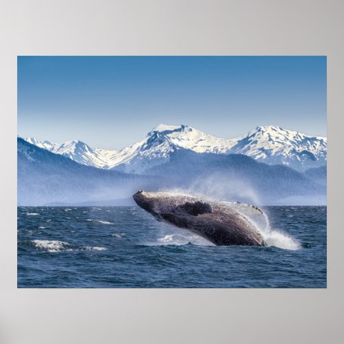 Breaching Humpback Whale In Alaska Poster