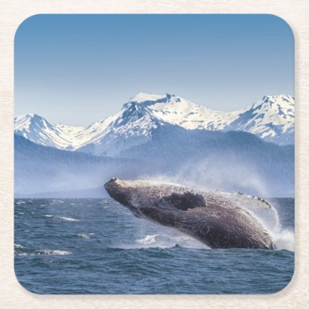 Breaching Humpback Whale In Alaska Square Paper Coaster