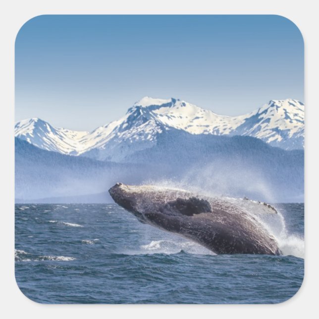 Breaching Humpback Whale In Alaska Square Sticker (Front)