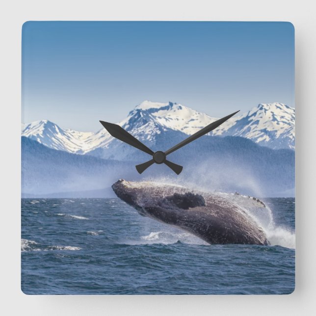 Breaching Humpback Whale In Alaska Square Wall Clock (Front)