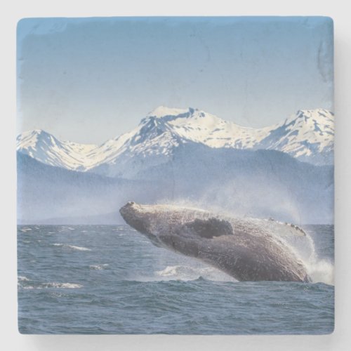 Breaching Humpback Whale In Alaska Stone Coaster
