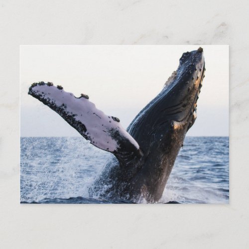 Breaching humpback whale postcard