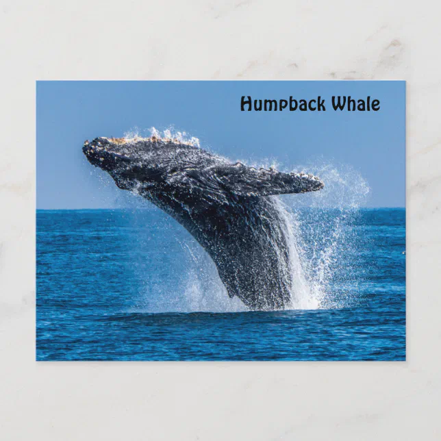 Breaching Humpback Whale Postcard | Zazzle