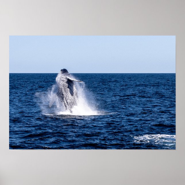 Breaching Humpback Whale Poster (Front)