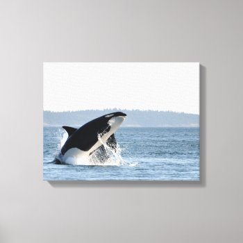 Breaching Orca Canvas Print by OrcaWatcher at Zazzle