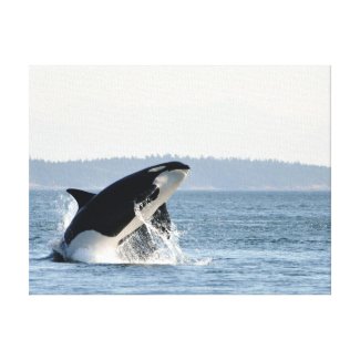 Breaching Orca Canvas Print