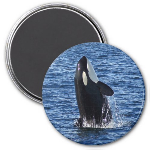 Breaching Orca Killer Whale Magnet