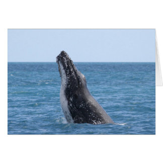 Breaching Whale Cards