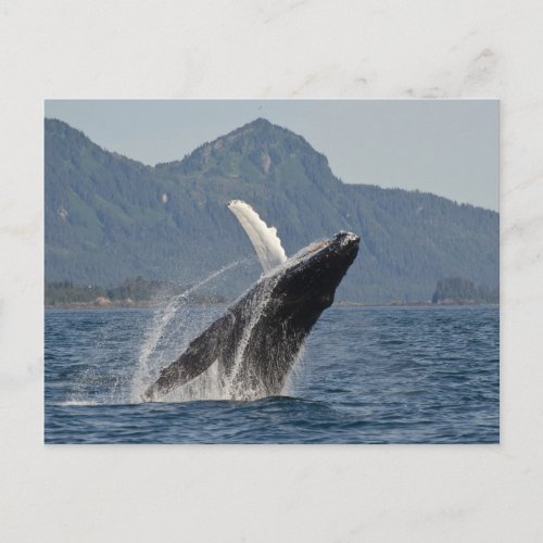 breaching whale postcard