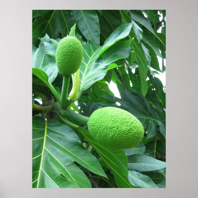 Breadfruit Poster (Front)