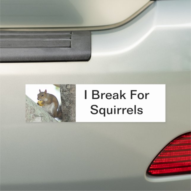 Break for Squirrels Car Magnet (In Situ)