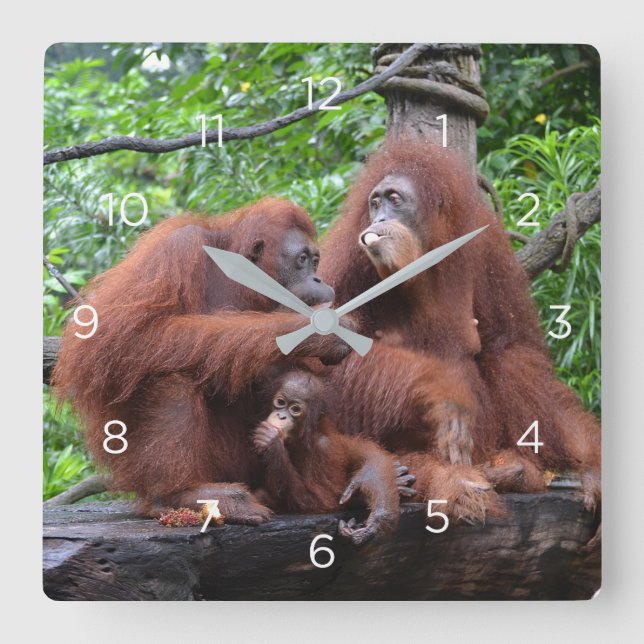 Breakfast with the Orangutans Singapore Zoo Square Wall Clock (Front)