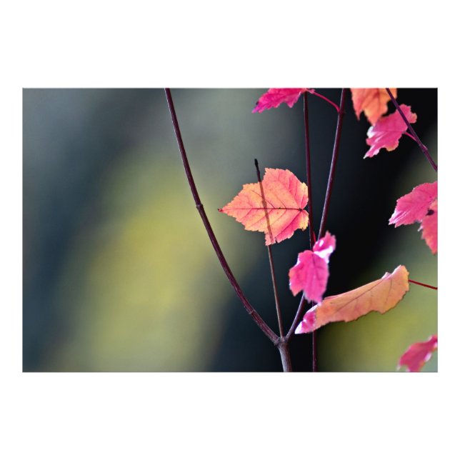 Breaking The Hard Wood Photo Print (Front)