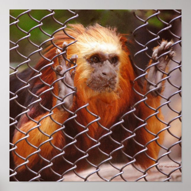 Breakout Poster (Front)