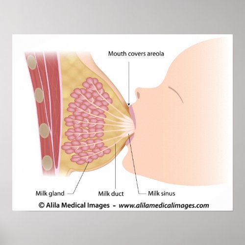 Breastfeeding technique labeled drawing poster