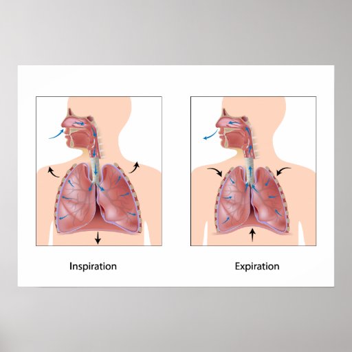 Breathing: inspiration expiration Poster | Zazzle