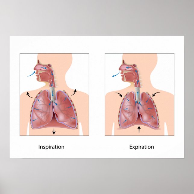 Breathing: inspiration expiration Poster (Front)
