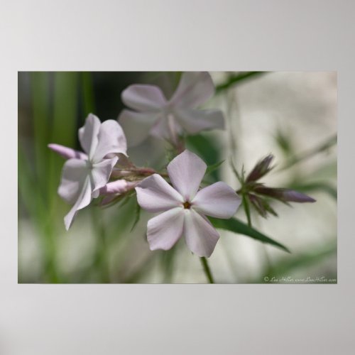 Breathless Pale Pink Phlox Wildflower Poster