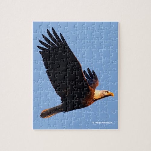 Breathtaking Bald Eagle in Winter Sunset Flight Jigsaw Puzzle