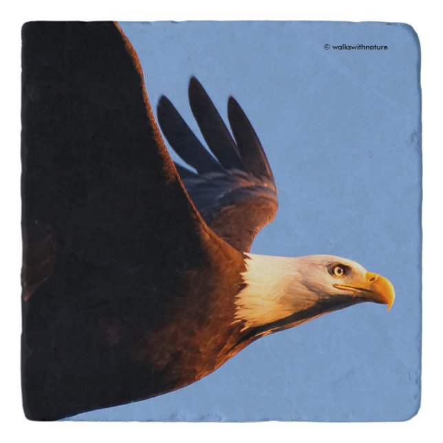 Breathtaking Bald Eagle in Winter Sunset Flight Trivet (Front)