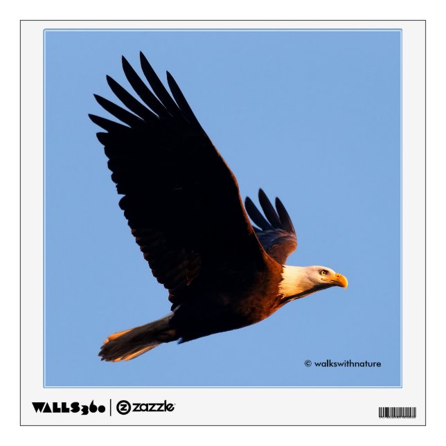 Breathtaking Bald Eagle in Winter Sunset Flight Wall Sticker (Front)