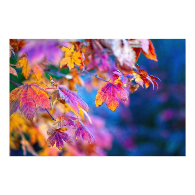 Breathtaking Japanese Maple leaves Photo Print (Front)