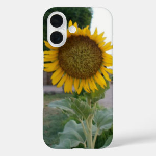 Breathtaking Natural Sunflower Golden Radiance A iPhone 16 Case