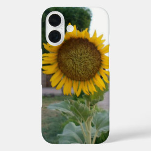 Breathtaking Natural Sunflower Golden Radiance A iPhone 16 Case